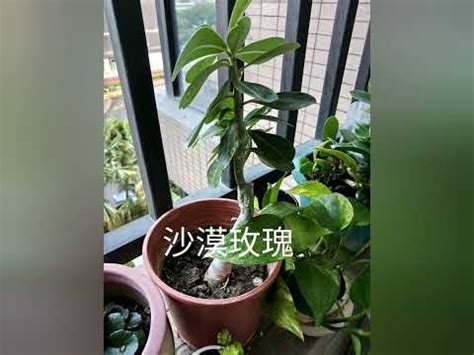 適合西曬的植物 梦中做爱